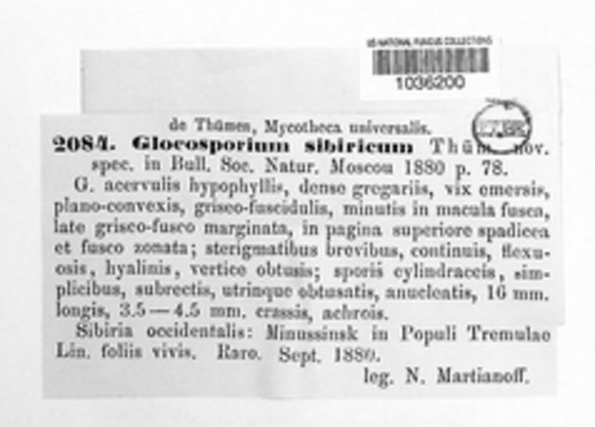 Gloeosporium sibiricum image